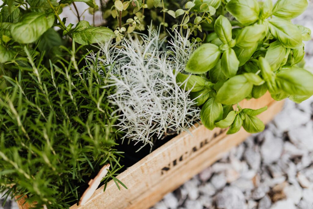 A vibrant collection of herbs in a wooden crate, perfect for cooking and gardening enthusiasts.
